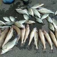 walleye crappie combo fishing lake kentucky winter